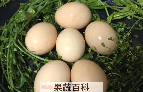  煮鸡蛋要多久才能熟 煮鸡蛋用开水还是冷水