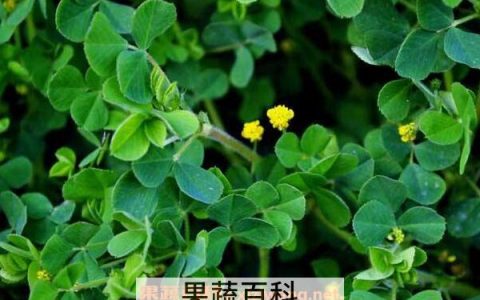 吃苜蓿的好处和坏处 吃苜蓿有什么好处