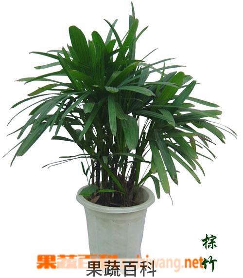 果蔬百科棕竹