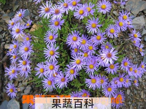 果蔬百科紫菀