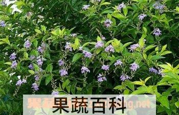 果蔬百科金露花