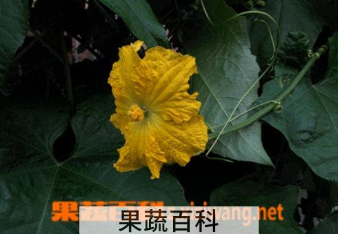 果蔬百科丝瓜花