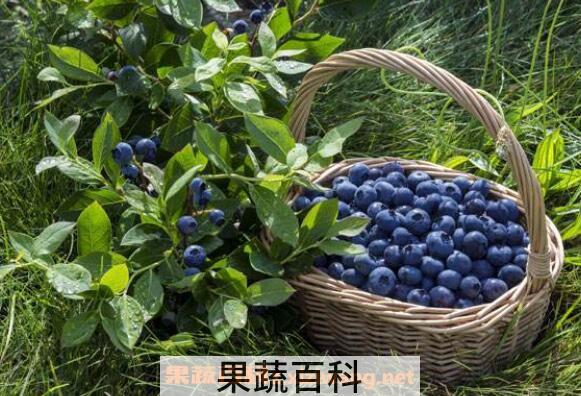 蓝莓怎么吃 蓝莓的正确吃法