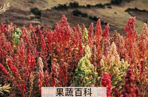 藜麦的营养价值及功效