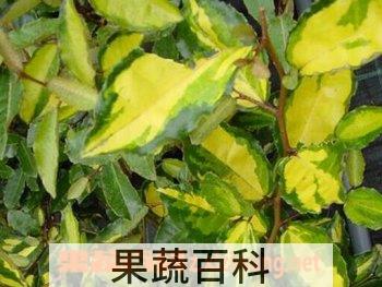 果蔬百科金心胡颓子