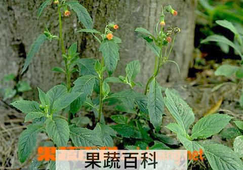 果蔬百科紫海葱
