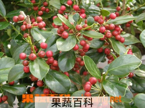 果蔬百科紫金牛