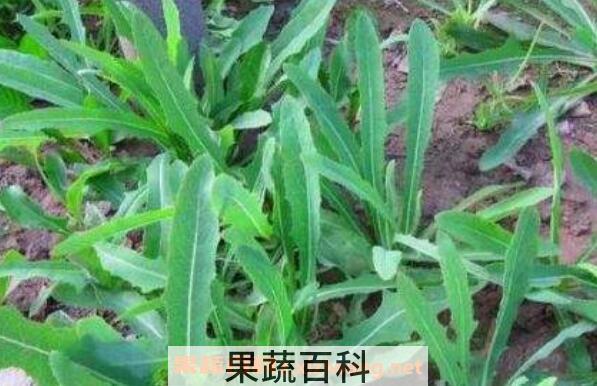 野苦麻菜的功效与作用及药用价值