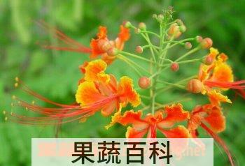 果蔬百科金凤花