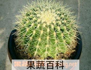 果蔬百科金琥