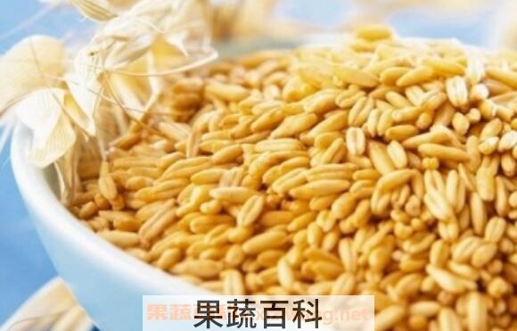 皮燕麦与裸燕麦的区别 裸燕麦和皮燕麦哪个好