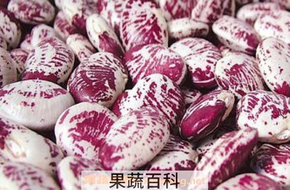 红花菜豆的功效与作用