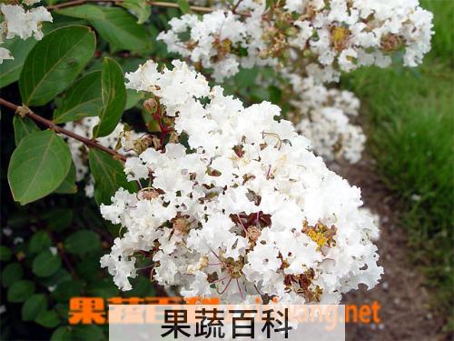 果蔬百科紫薇