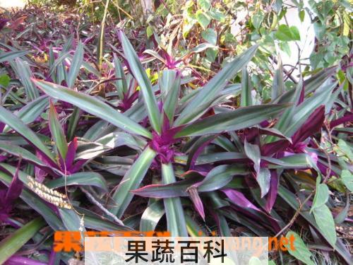 果蔬百科紫背万年青