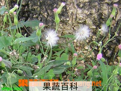 果蔬百科紫背草