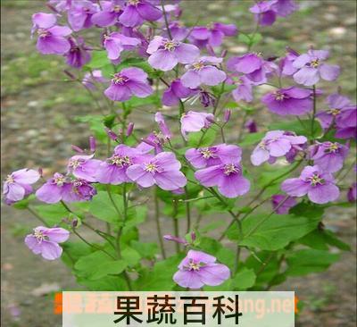 果蔬百科诸葛菜
