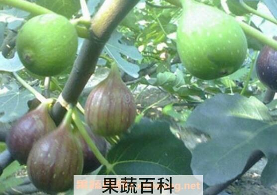 无花果根的功效与作用