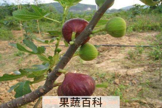 无花果根的功效与作用