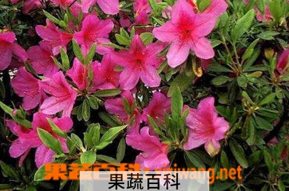 果蔬百科杜鹃