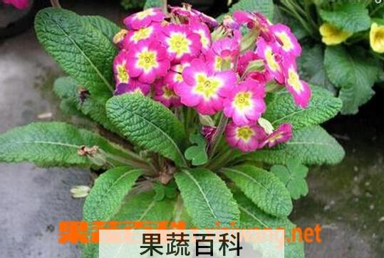果蔬百科多花报春