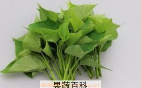 番薯叶的功效与作用点 番薯叶的功效与作用有哪些