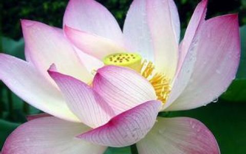 朱顶红的功效与作用图片 朱顶红的功效与作用及禁忌