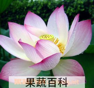 果蔬百科朱顶红