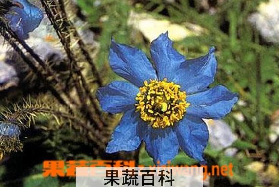 果蔬百科多刺绿融蒿