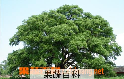 果蔬百科樟木