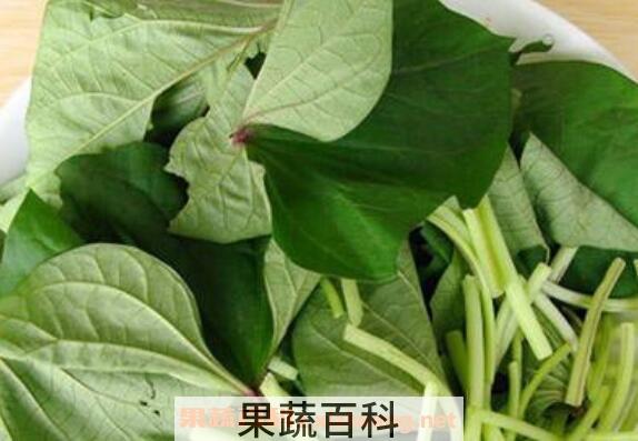 红薯叶的功效与作用 红薯叶可以减肥吗