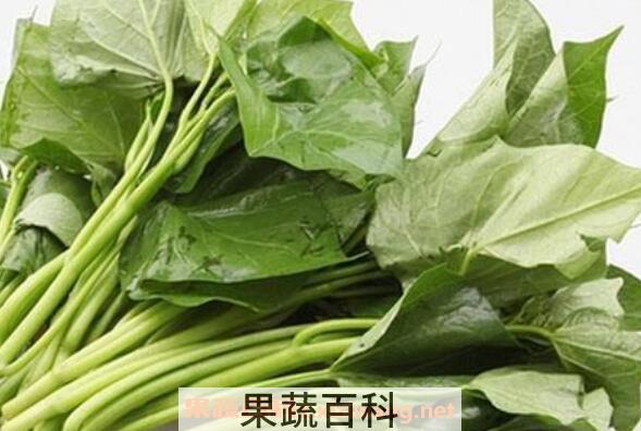 红薯叶的功效与作用 红薯叶可以减肥吗