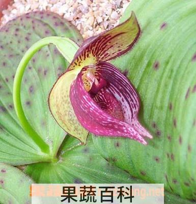 果蔬百科云南杓兰