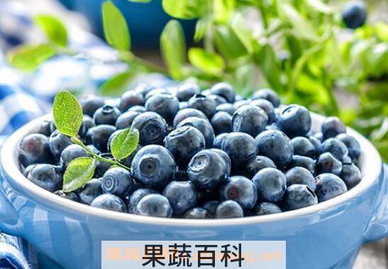 蓝莓酒最好的自酿方法 喝蓝莓酒的好处