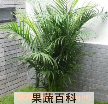 果蔬百科观音竹