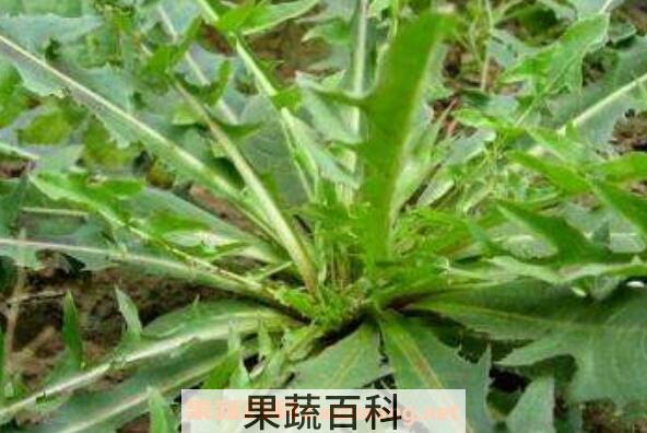 山莴苣的功效与作用 山莴苣的药用价值