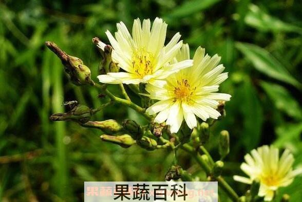 山莴苣的功效与作用 山莴苣的药用价值