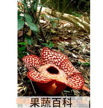 果蔬百科大王花