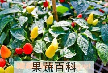 果蔬百科观赏椒