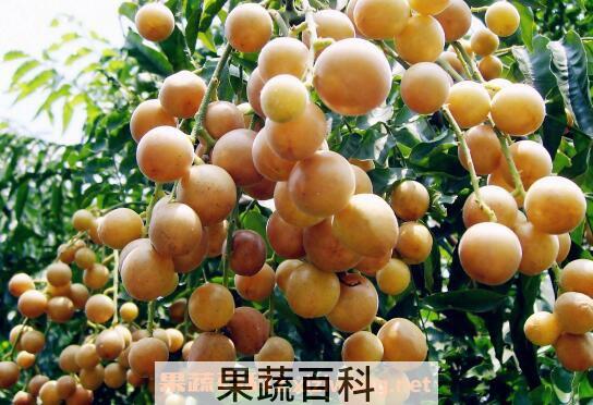 黄皮酒怎么做 黄皮酒的制作方法