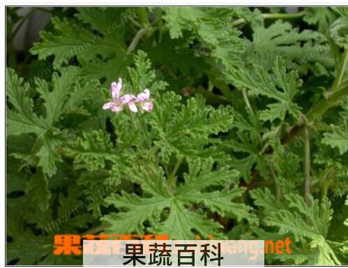 果蔬百科蚊净香