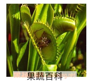 果蔬百科食虫草