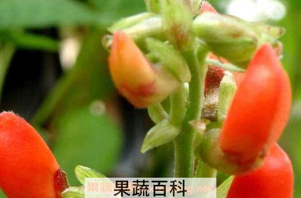 红花菜豆的功效与作用及食用方法