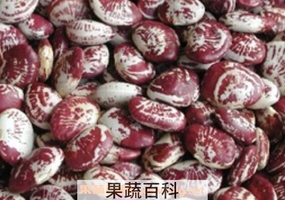 红花菜豆的功效与作用及食用方法