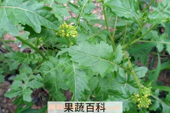 山莴苣可以吃吗 山莴苣怎么吃