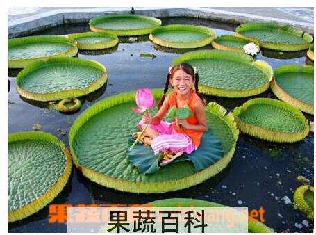 果蔬百科王莲