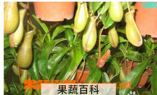 果蔬百科猪笼草