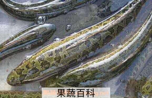 黑鱼的功效与作用 吃黑鱼的好处