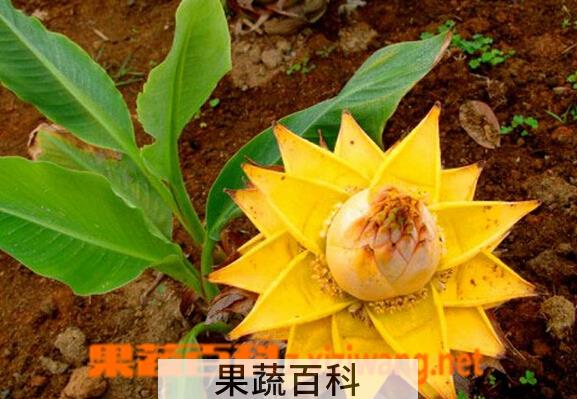 果蔬百科地涌金莲