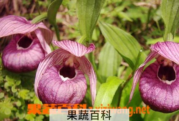 果蔬百科带叶兜兰