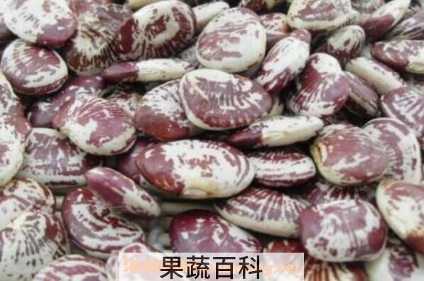 熊猫豆的功效与作用 熊猫豆的营养价值